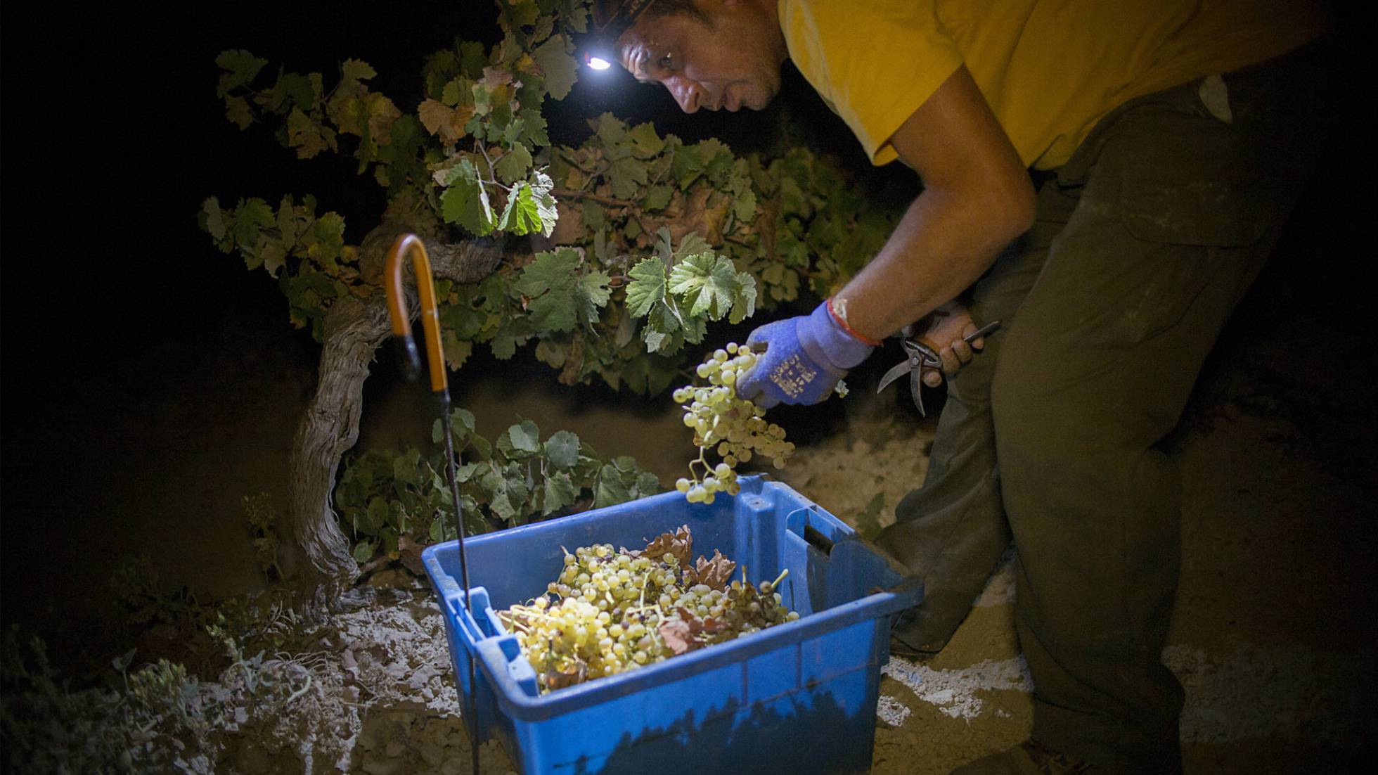 ESPAÑA LIDER EN VINO... BARATO