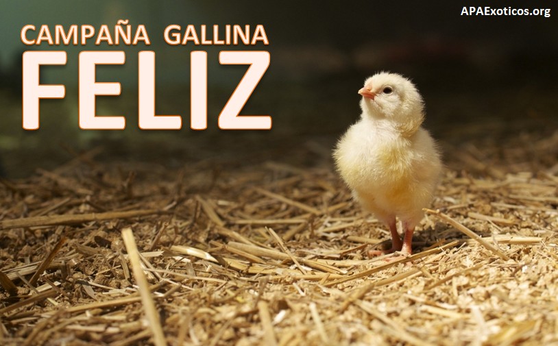 20180730xpress gallina