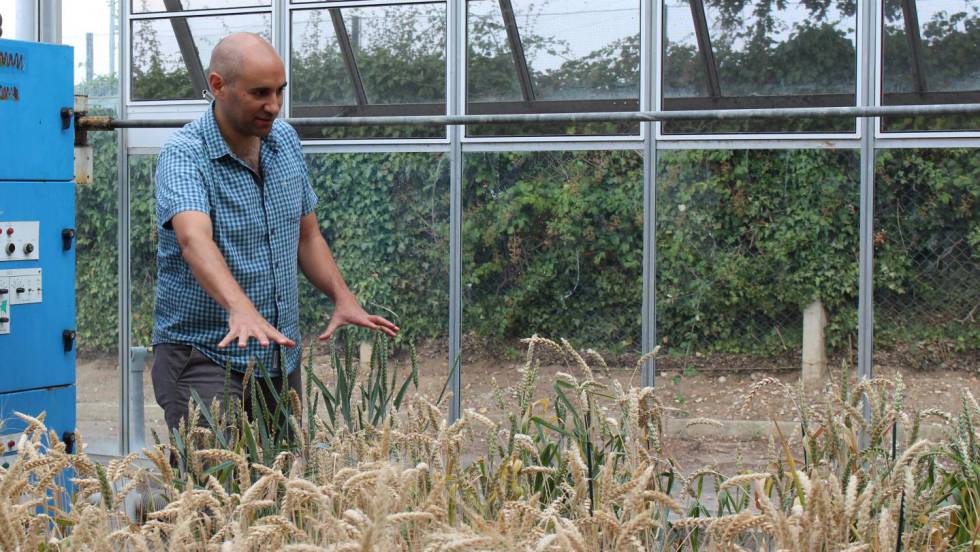 SECUENCIADO EL GENOMA DEL TRIGO: EMPEZAMOS CON SU MANIPULACIÓN