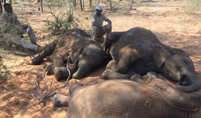 MATANZA DE ELEFANTES EL BOTSUANA