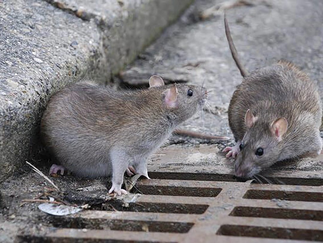 LAS RATAS Y EL HOMBRE