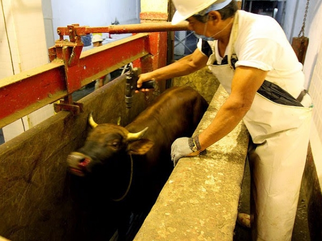 20190107 sacrifision animales4