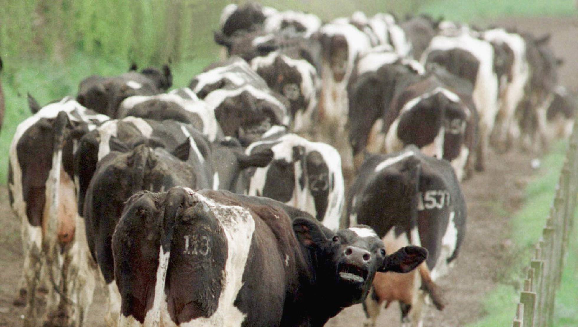 DETECTADO UN CASO DE VACAS LOCAS: PERO NO HAY PELIGRO