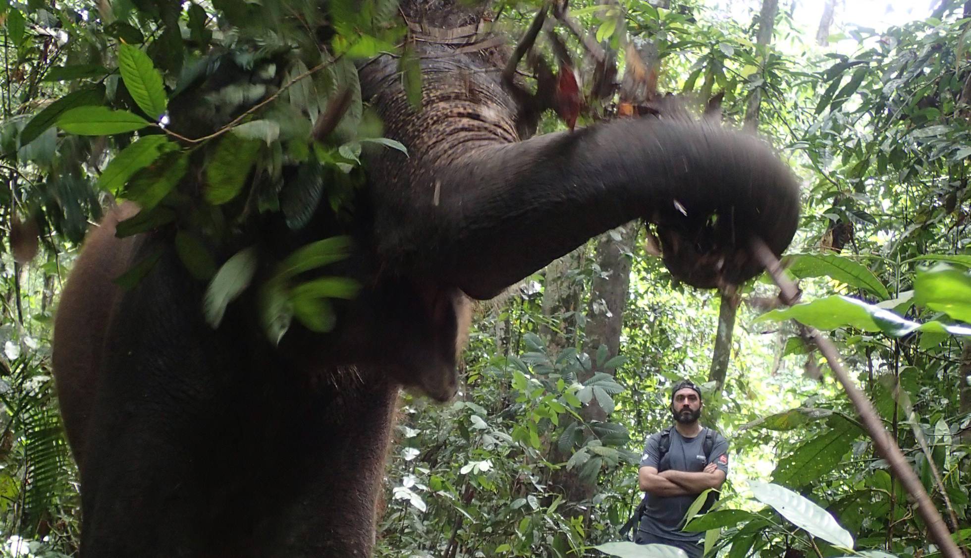 INVESTIGACIÓN DEL CANCER: PONGA UN ELEFANTE EN SU VIDA