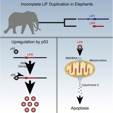 20190301 elefante 4