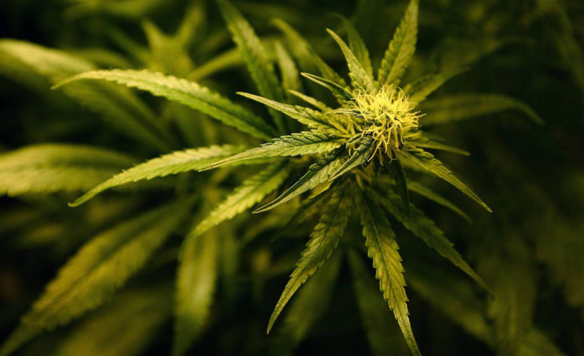 20190320 cannabis