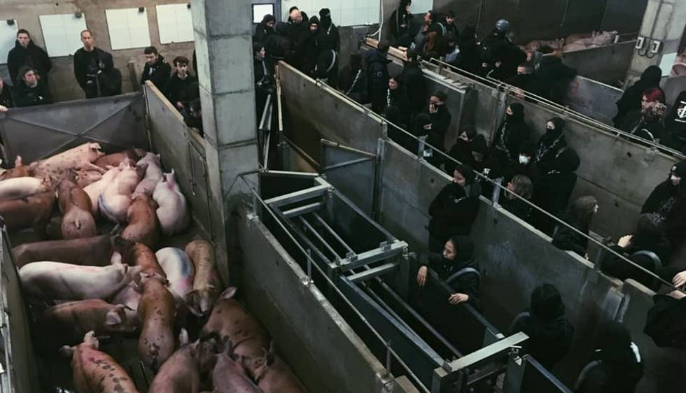 LOS ANIMALISTAS EN EL MATADERO