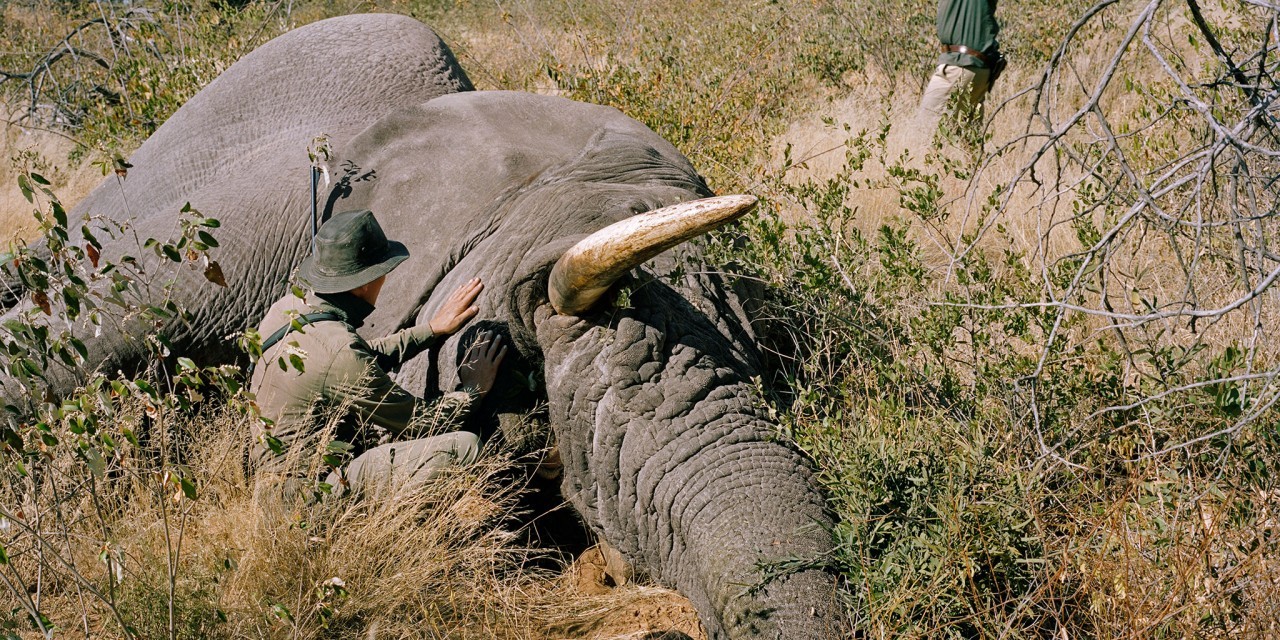 20190523 elefante 3