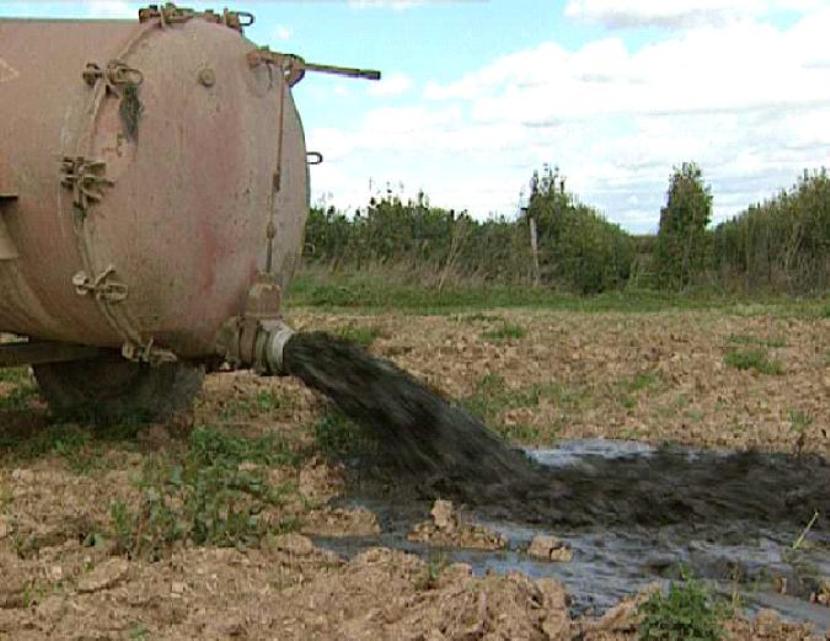 Como se puede y debe utilizar el estiercol del cerdo sobre la tierra o campos Razas Porcinas
