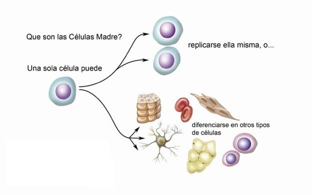 Celulas madre