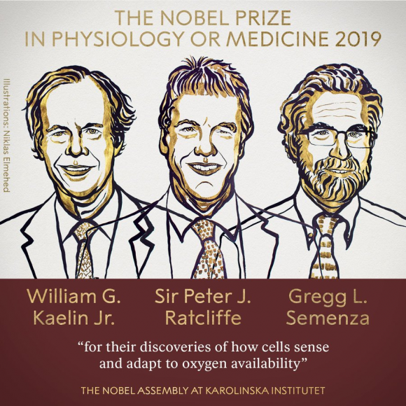 D20191007 medicine 2019 nobel prize to cell adaptation to oxygen 580x580