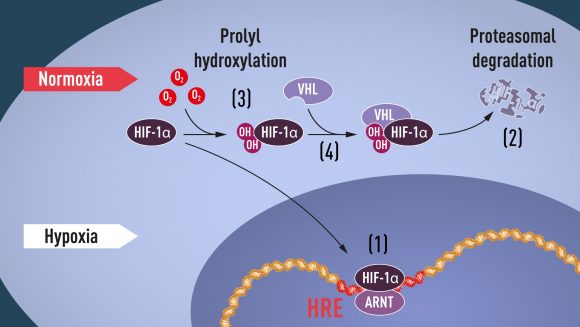 D20191007 nobelprize org medicine 2019 normoxia vs hypoxia HIF metabolism 580x327