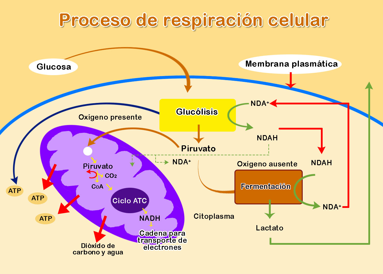 proceso de respiracion celular