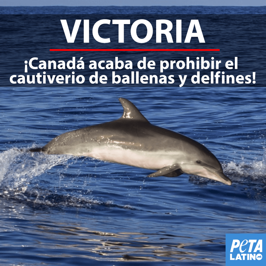 CANADA WIN