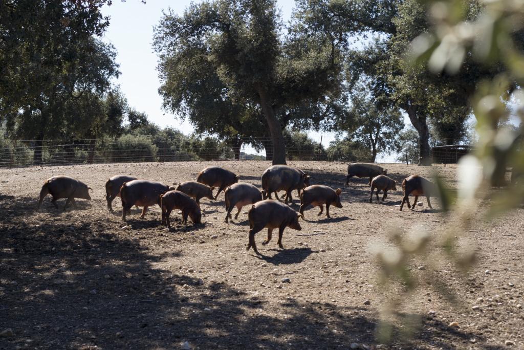 ¡ESPAÑA MAÑANA SERÁ VEGETARIANA!