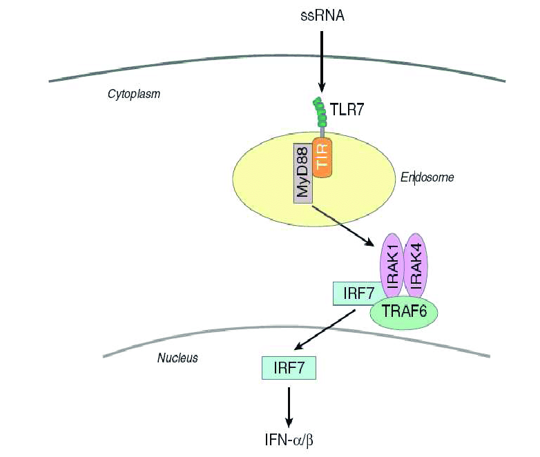 Selective TLR7 signaling 111 Natural ligands of TLR7 include ssRNA particularly
