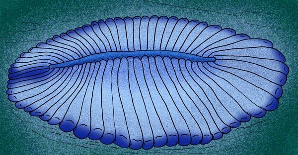 dickinsonia animal prehistorico 2
