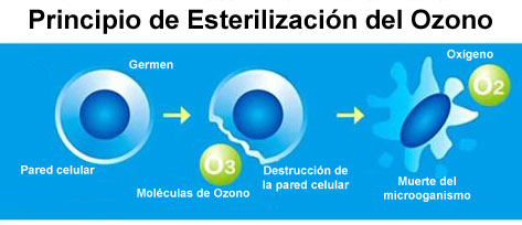 bacteria muere con ozono 1