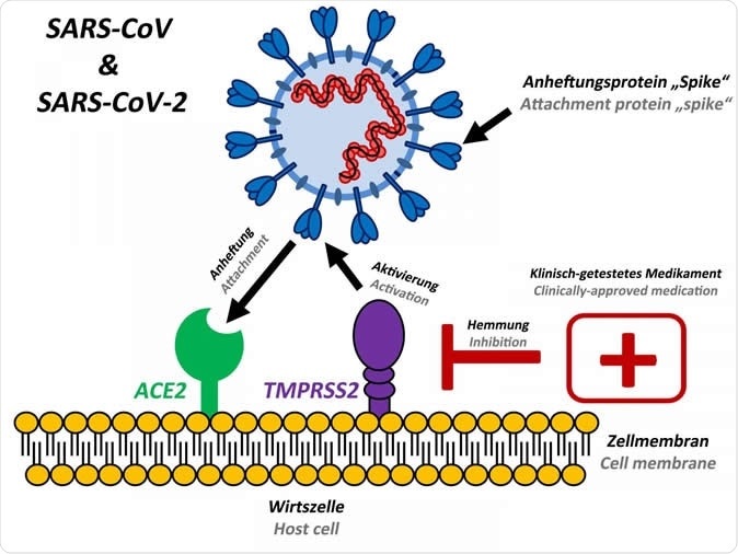 Coronavirus.Proteasa