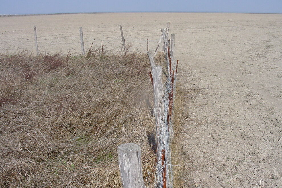 doñana 2