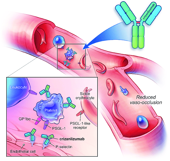 CRIZLAMIMAB