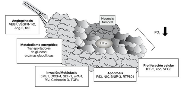 hipoxia tumoral