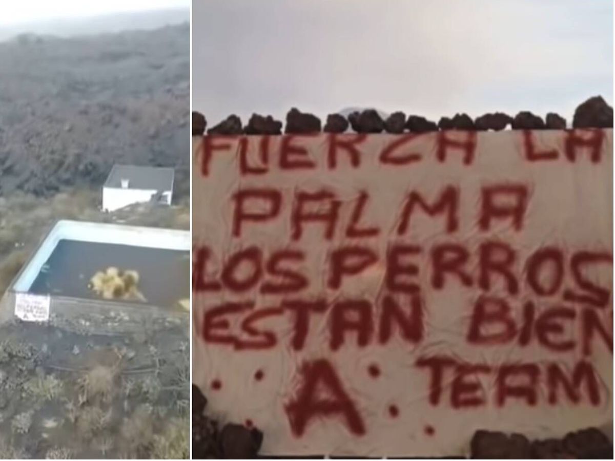 losperros de l apalma