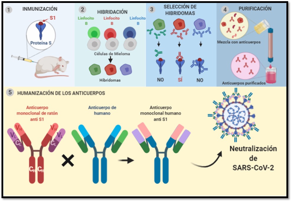 monoclonales covid