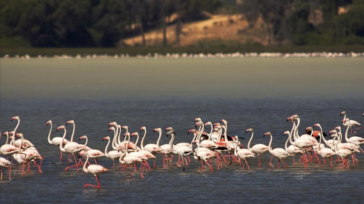 DOÑANA FLAMENCOS