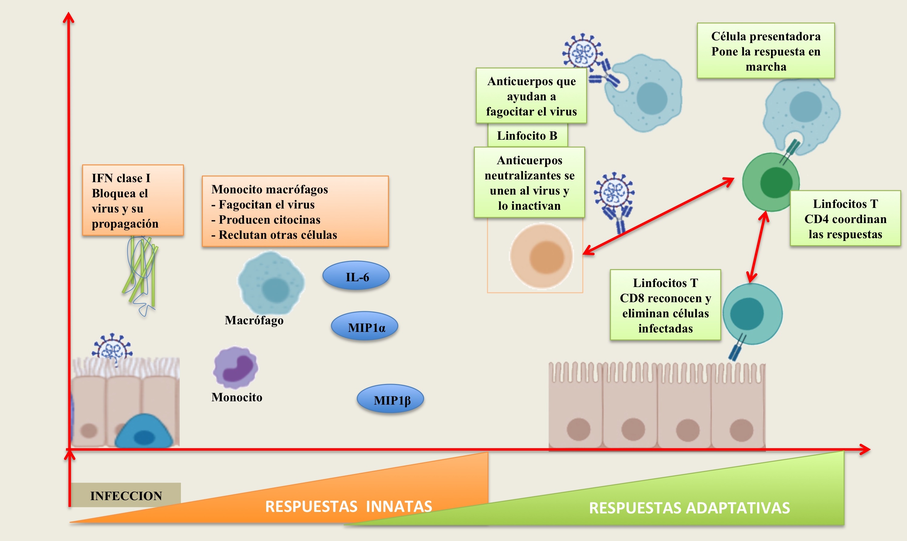 RespuestaInmunitaria1