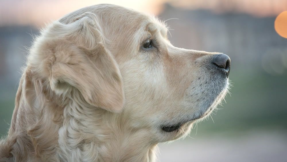 perro 15 1000x564