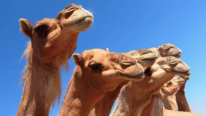 TIENE CAMELLOS LA COSA…