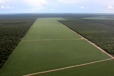 soja amazonas