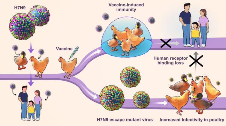 h7n9 753x420
