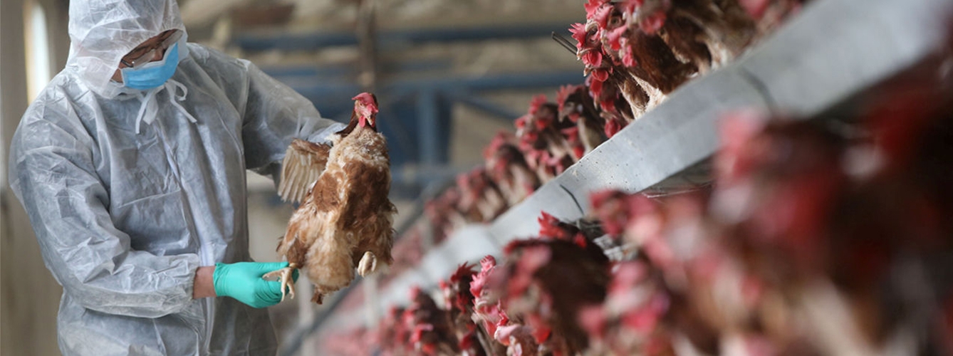 mutaciones gripe aviar amenaza pollos gallina respiro humanos bioseguridad avicultura 115965449881