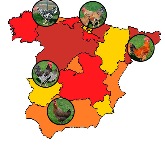 razas espanolas de gallinas