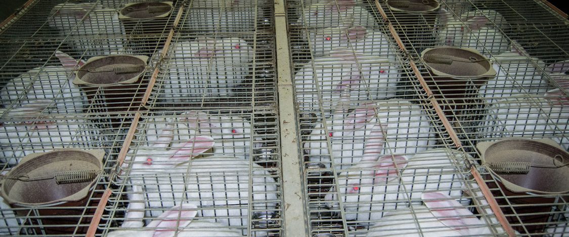 CRÍA DE ANIMALES EUROPEOS, SIN JAULAS A PARTIR DE 2027