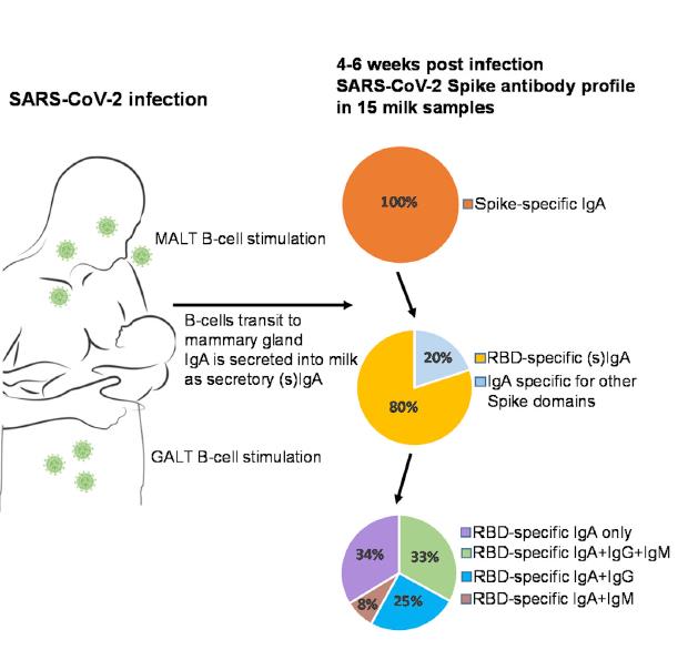 sars cov 2 infeccion