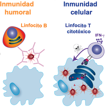 INMUNE2