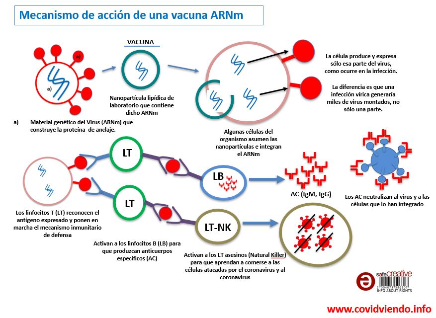 MECANISMO ACCION VACUNA ARNM