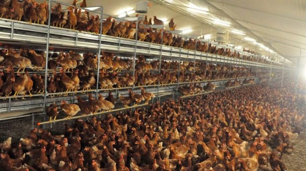 EL CASO ES QUE EL POLLO VA A SUBIR