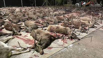 MATANZA DE CIERVOS PARA “CONTROLAR” LAS ESPECIES.