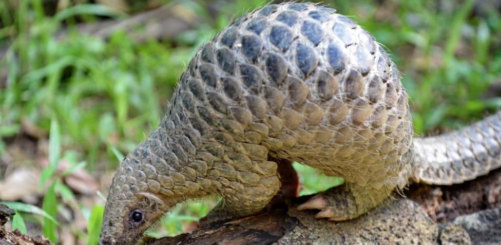 pangolin