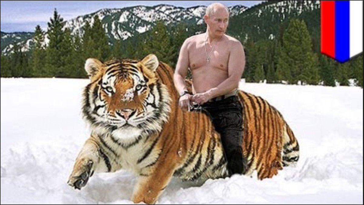 putin el tigre