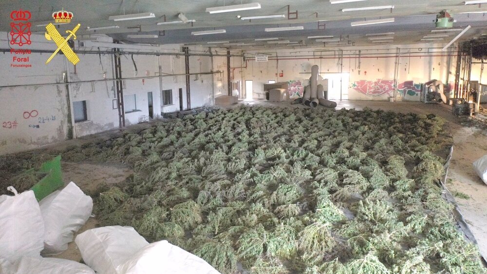 marihuana 2