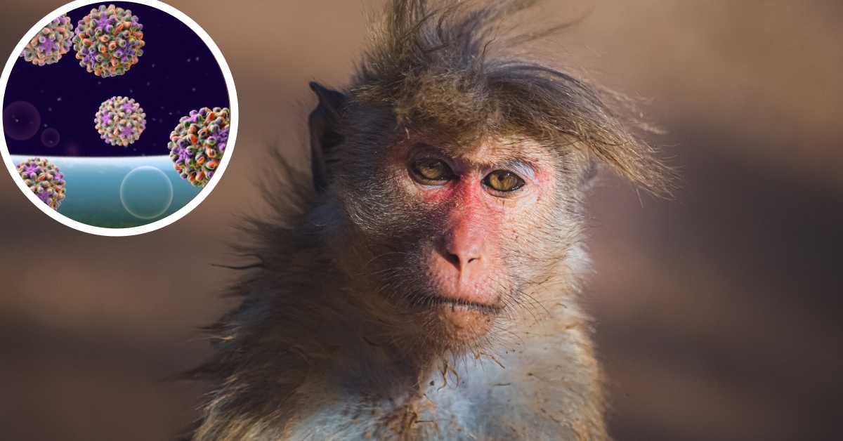 LA NUEVA EPIDEMIA AHORA DE LOS MONOS