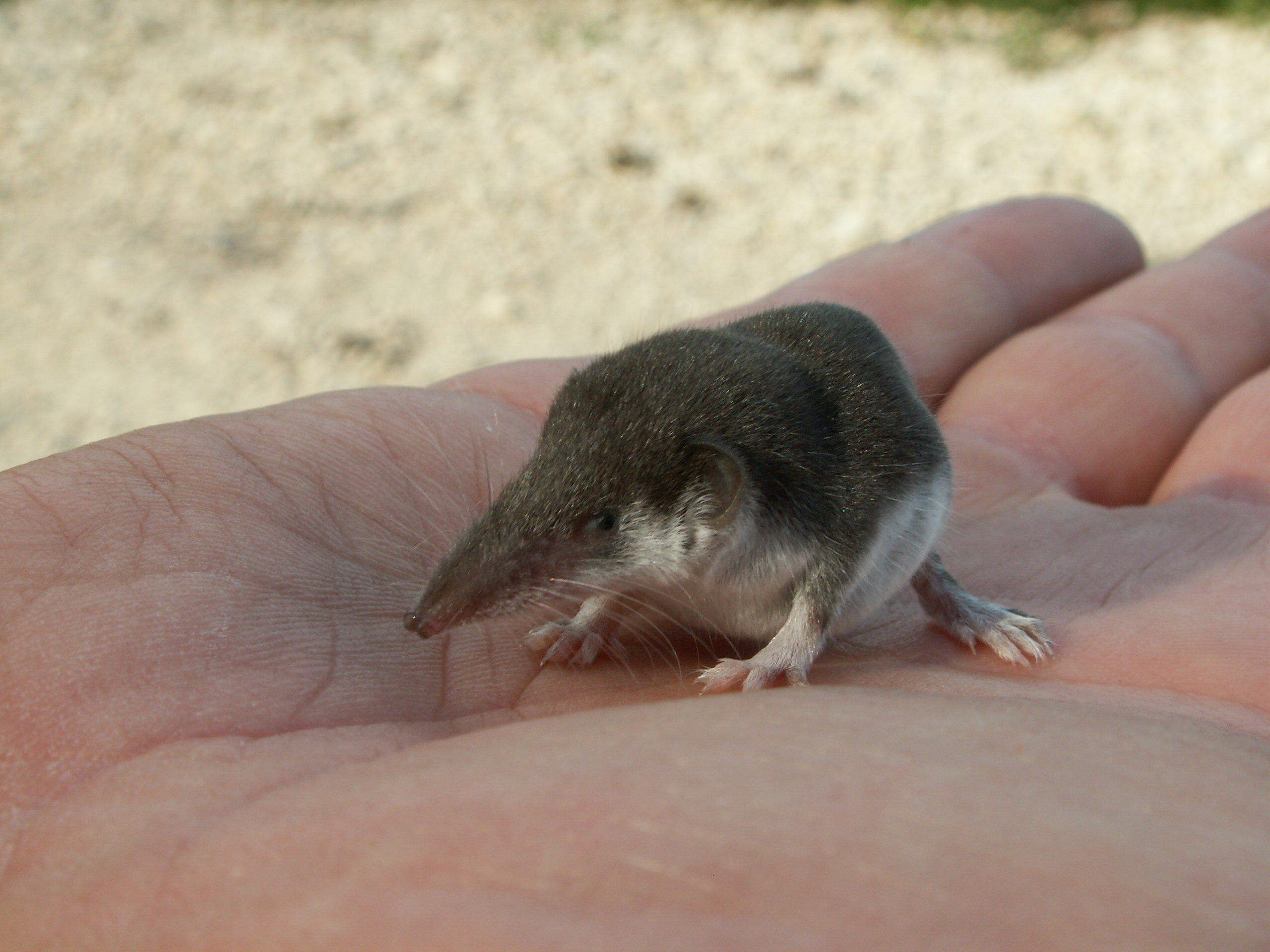 Crocidura leucodon 1