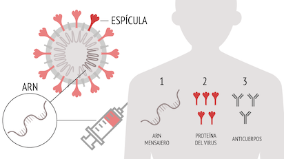 proceso vacuna