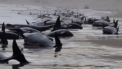 VARADAS 300 BALLENAS EN TASMANIA: ¿SEREMOS NOSOTROS?