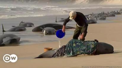 BALLENAS 2